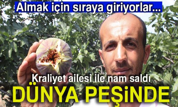 Kraliçe İncir'ine ihracat izni çıktı, yüzler gülüyor