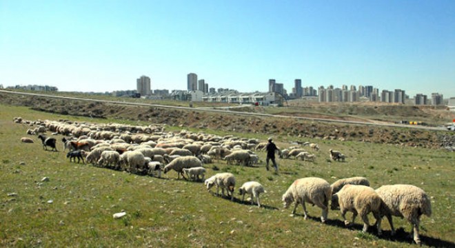 İncek in 2 yüzü